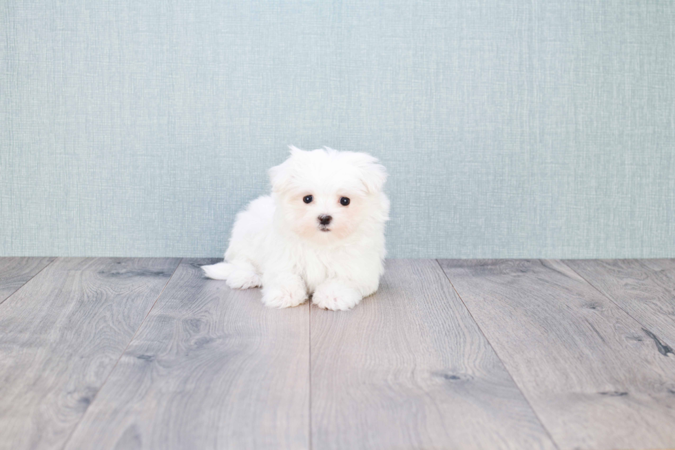 Maltese Pup Being Cute