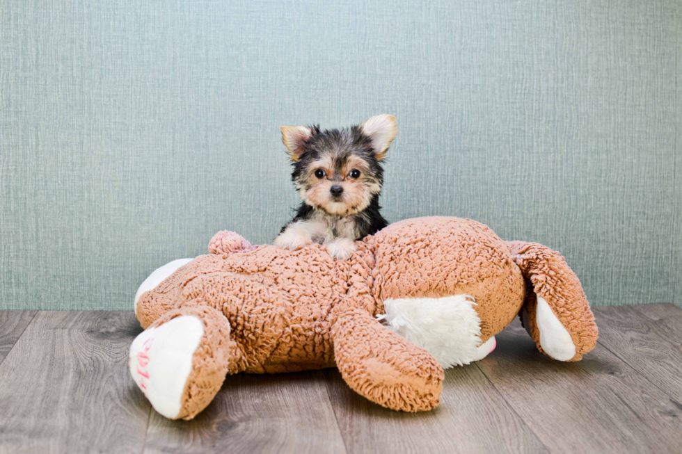 Petite Morkie Designer Pup