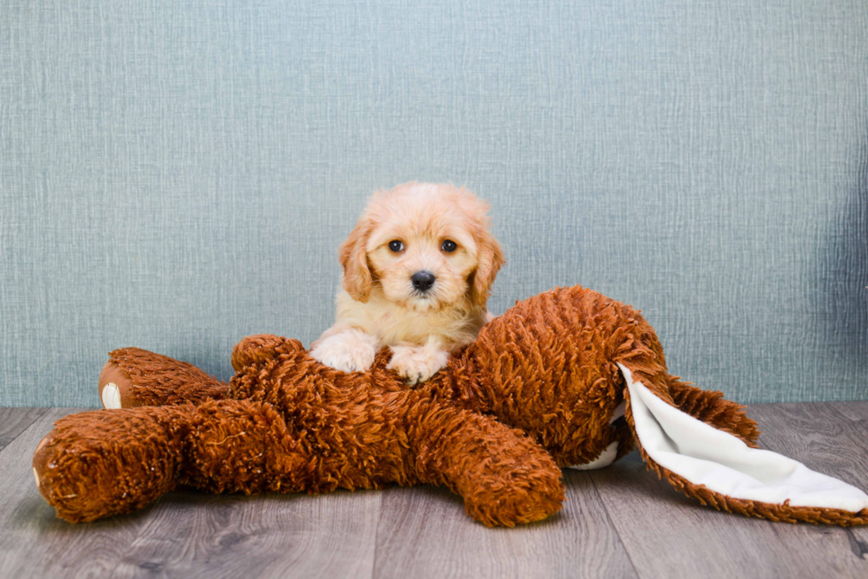 Energetic Cavalier Designer Puppy