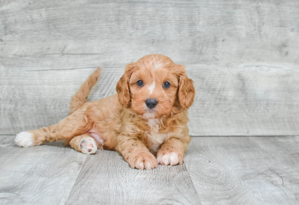 Best Cavapoo Baby