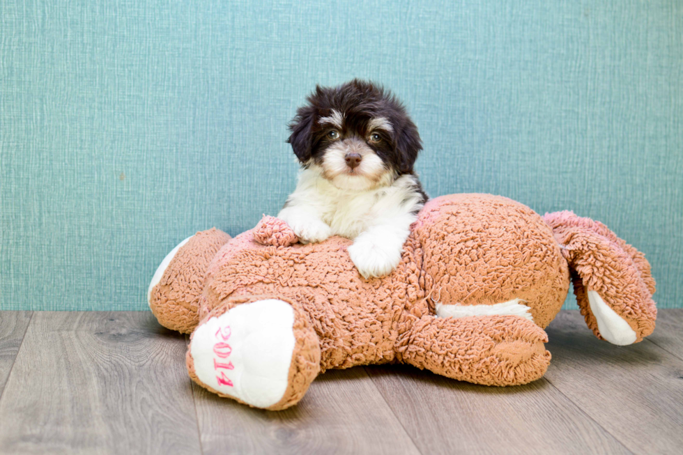 Meet Coco - our Havanese Puppy Photo 