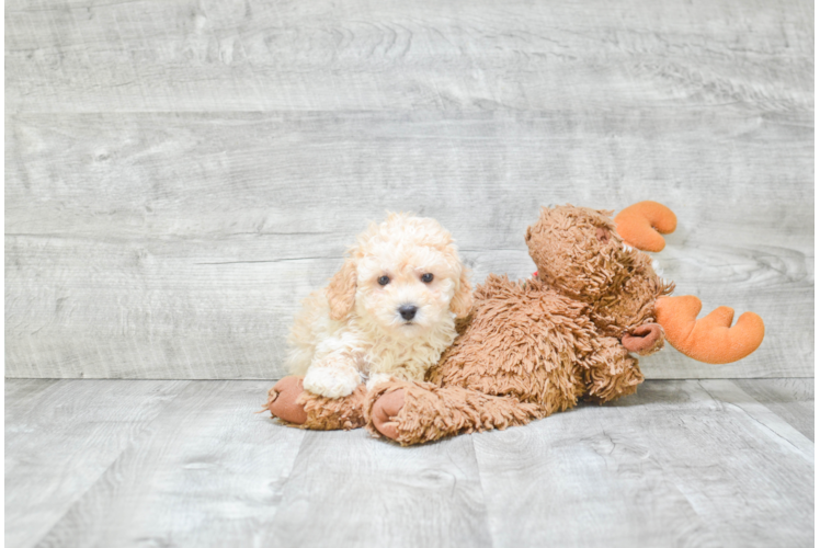 Best Maltipoo Baby