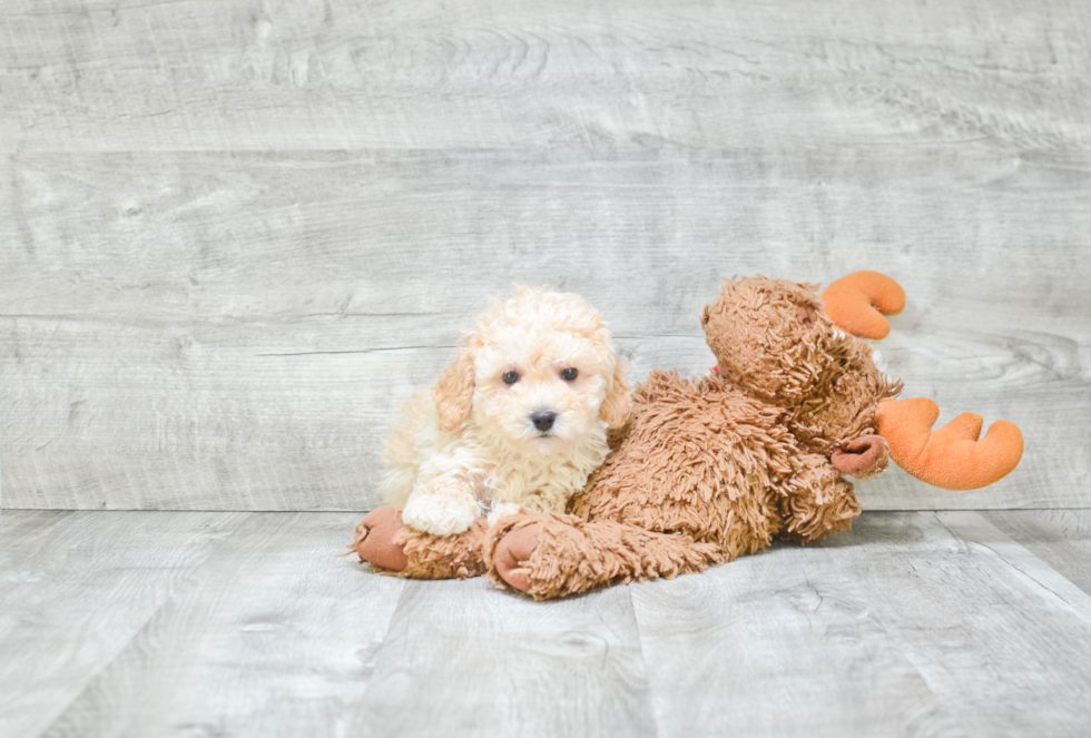 Best Maltipoo Baby