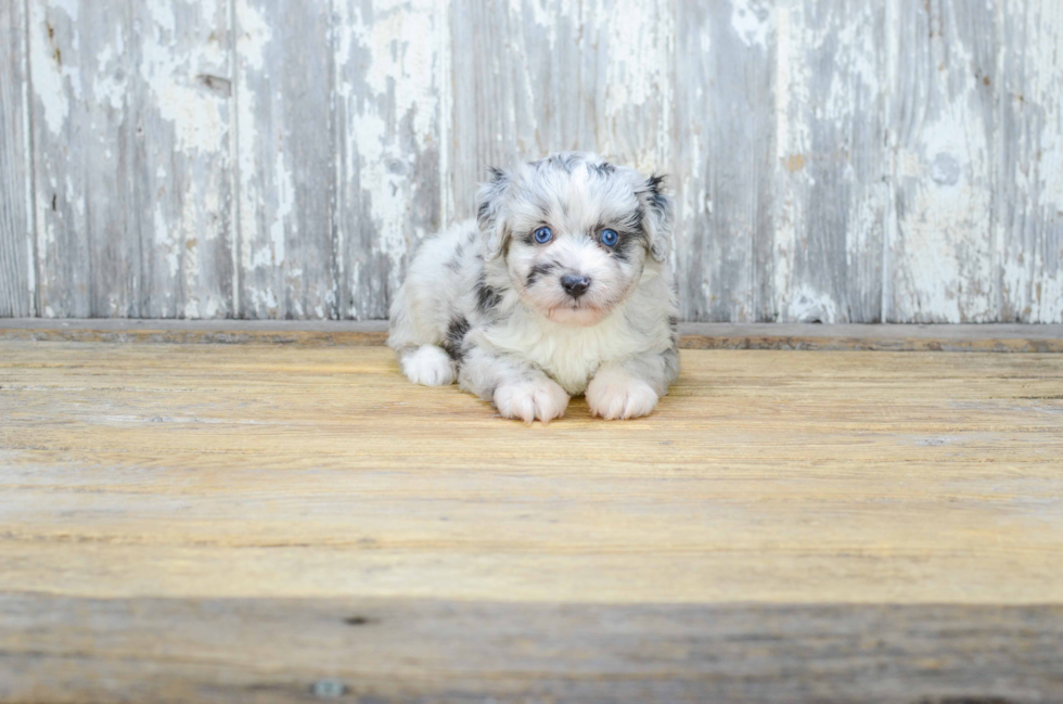 Sweet Mini Aussiedoodle Baby