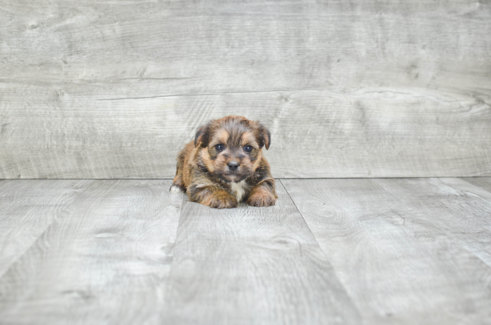 Shorkie Pup Being Cute