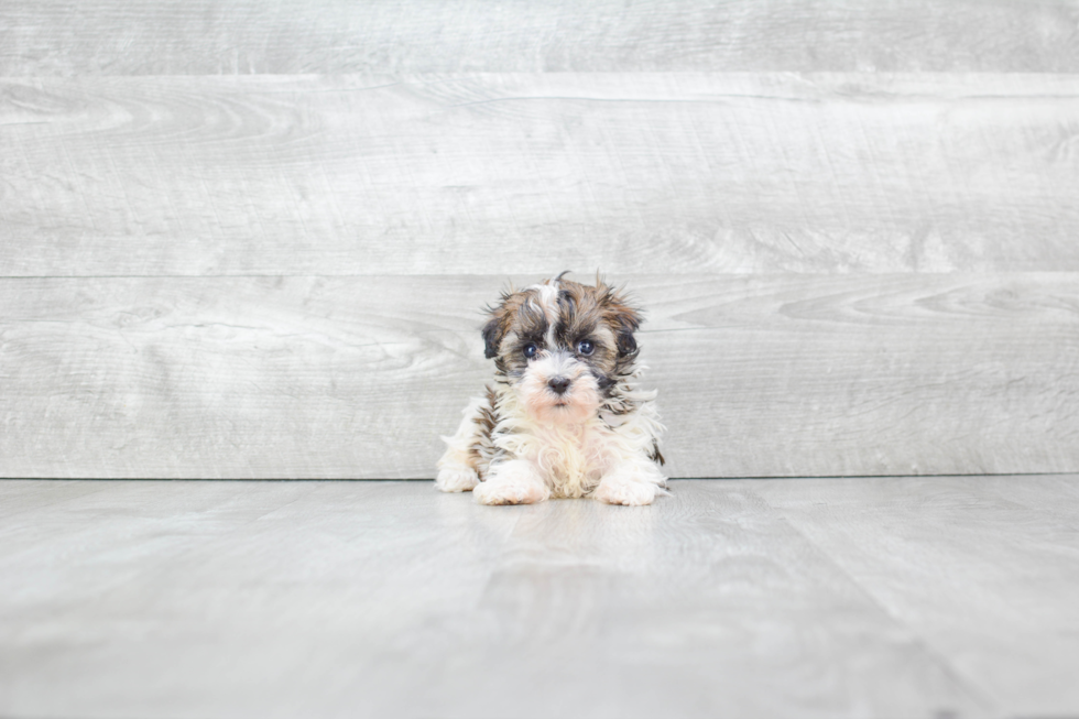 Popular Havanese Purebred Pup