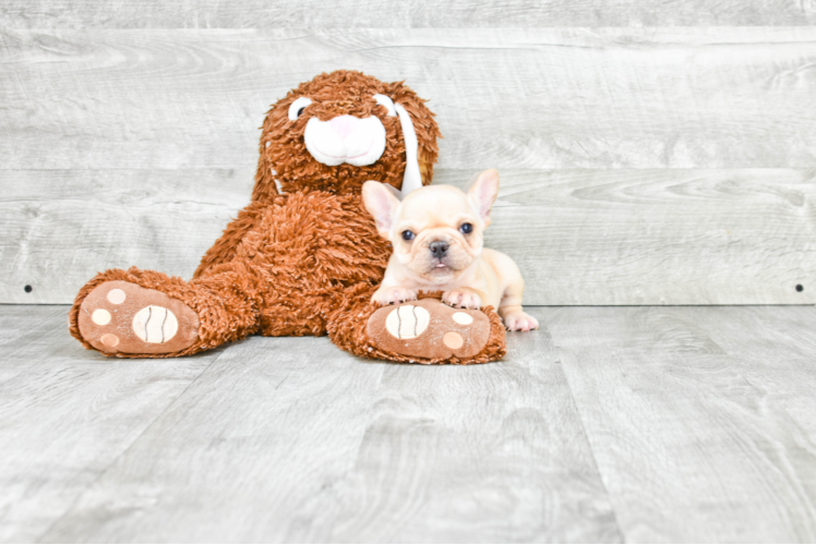 Sweet Frenchie Purebred Puppy