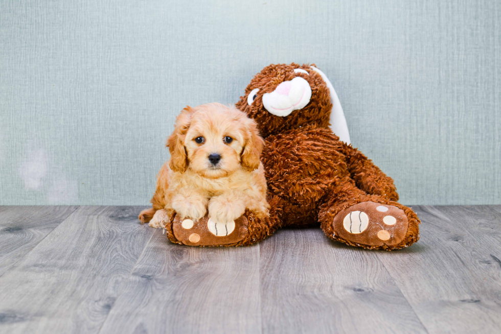 Cavapoo Pup Being Cute