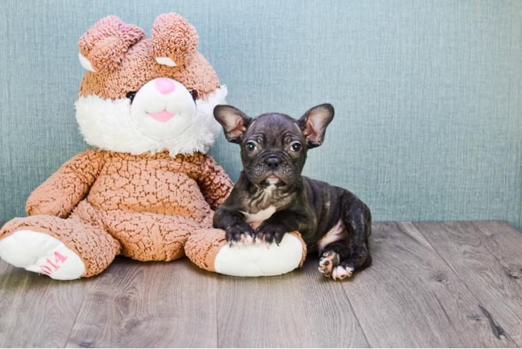 French Bulldog Puppy for Adoption