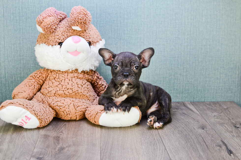 French Bulldog Puppy for Adoption