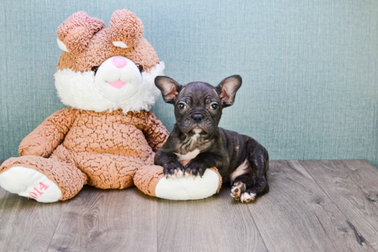 French Bulldog Puppy for Adoption