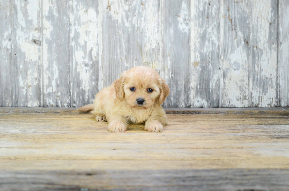 Little Cavalier Designer Puppy