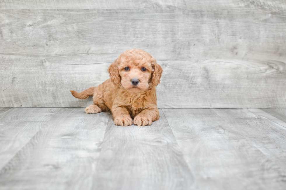 Best Mini Goldendoodle Baby