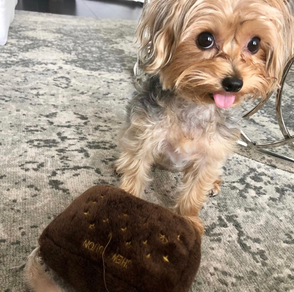 Sweet Yorkie Purebred Pup