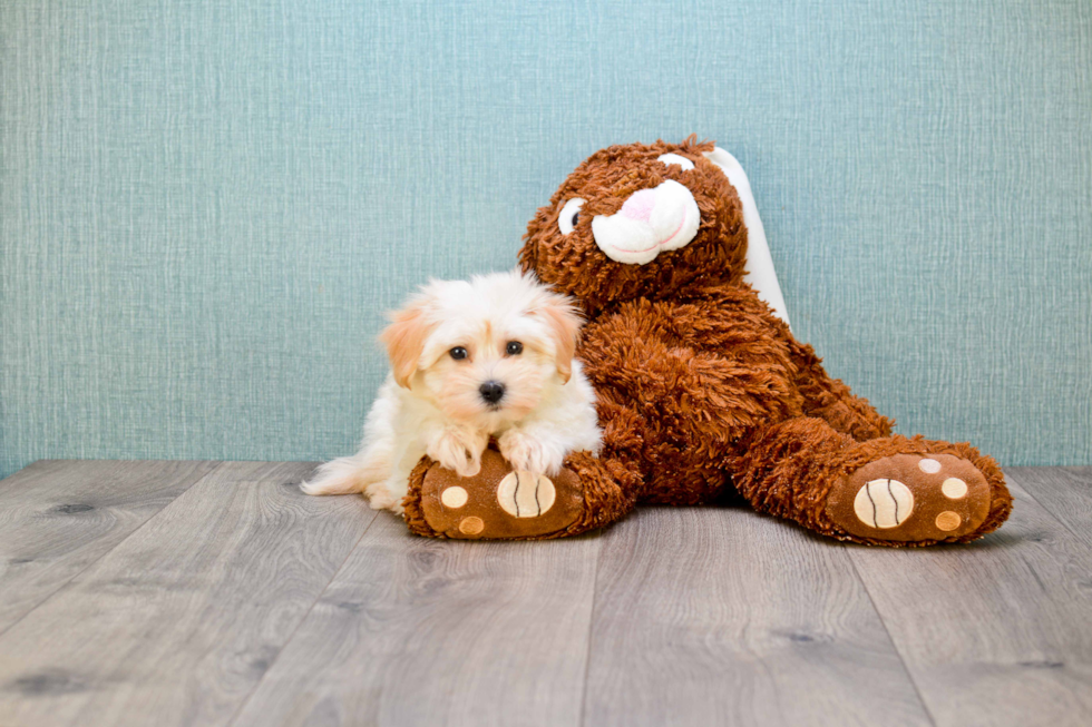 Sweet Havanese Purebred Puppy