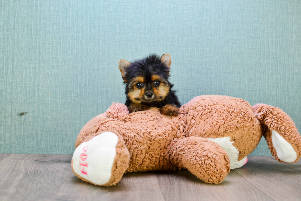 Meet Twinkle - our Yorkshire Terrier Puppy Photo 