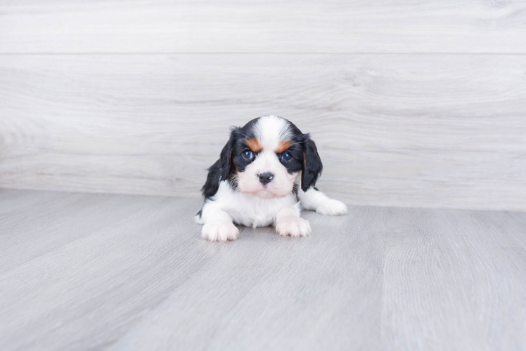 Energetic Cavalier King Charles Spaniel Purebred Puppy