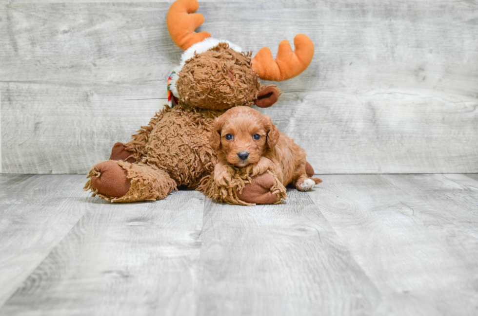 Popular Cavapoo Poodle Mix Pup