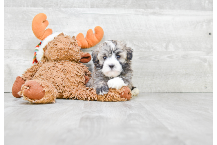 Havanese Pup Being Cute