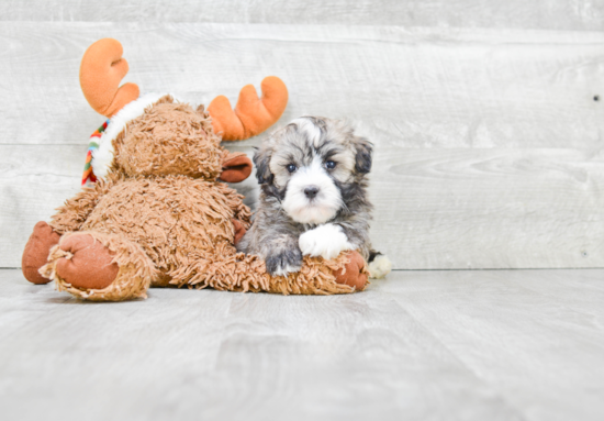 Havanese Pup Being Cute