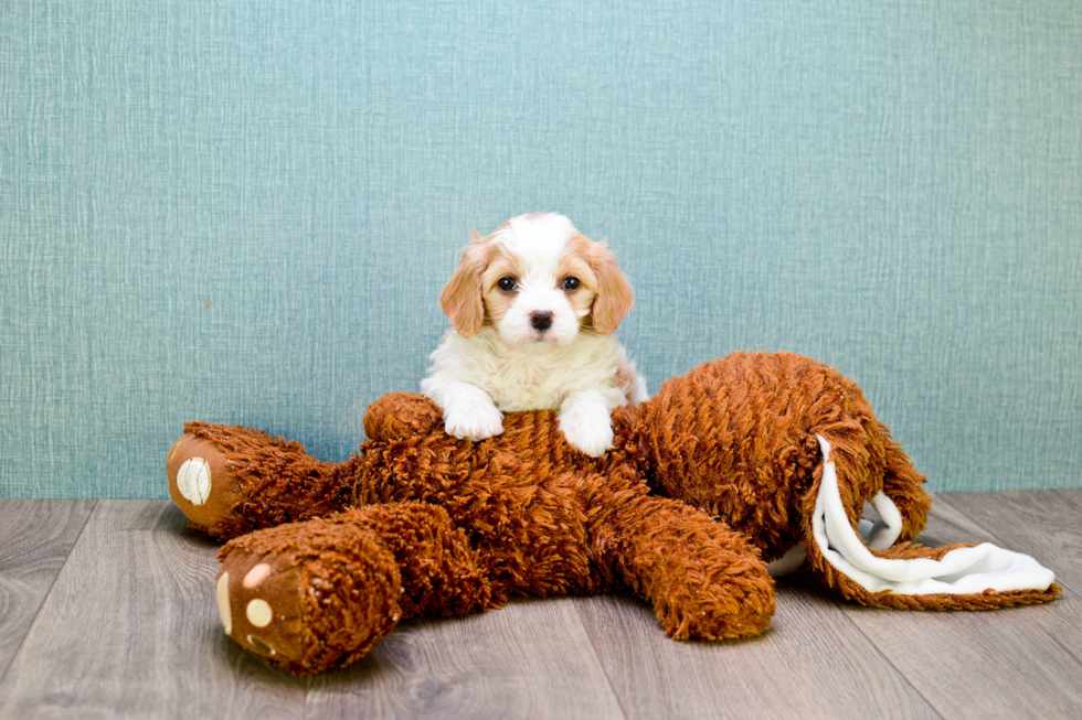 Cavachon Puppy for Adoption