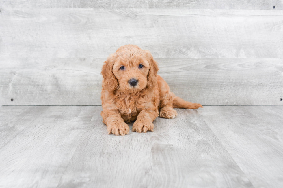 Funny Mini Goldendoodle Poodle Mix Pup