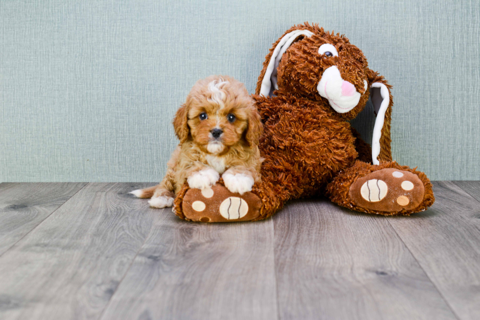 Fluffy Cavapoo Poodle Mix Pup