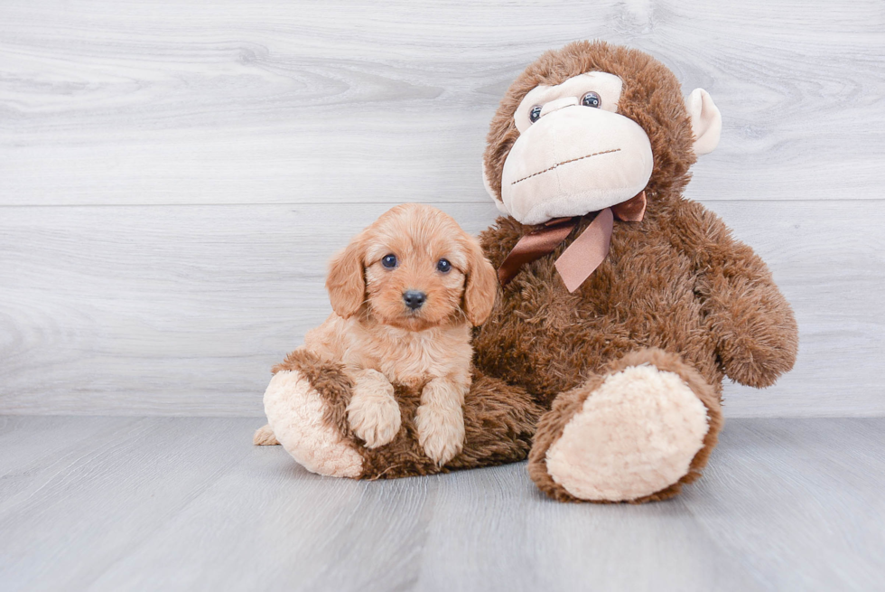 Smart Cavapoo Poodle Mix Pup