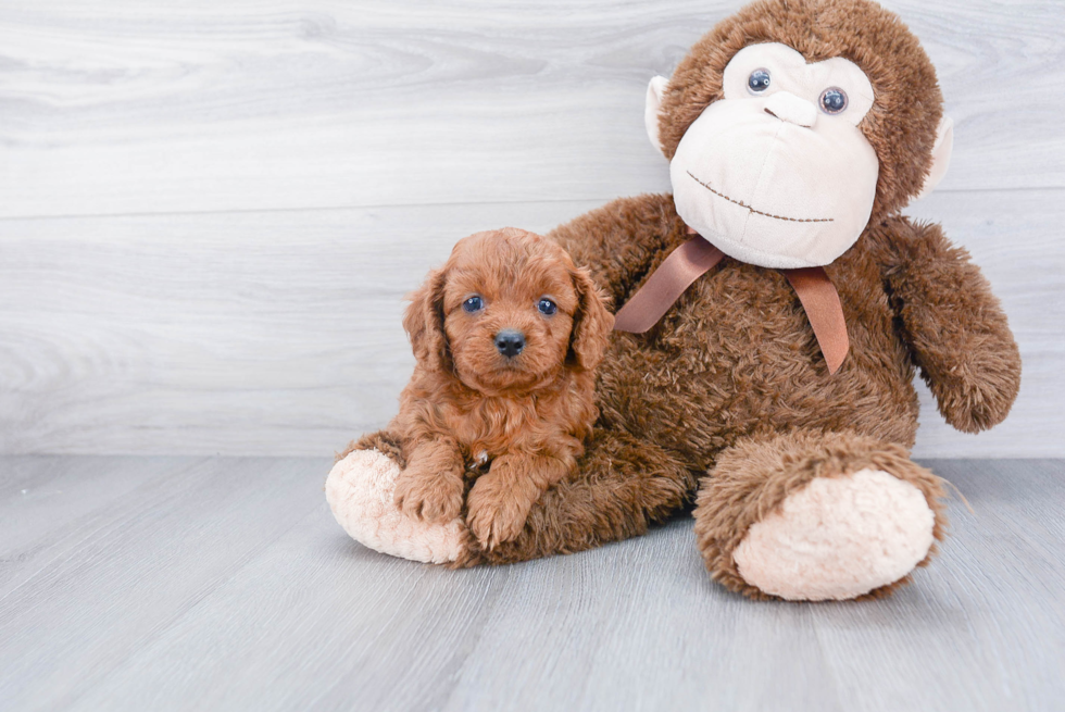 Cavapoo Pup Being Cute