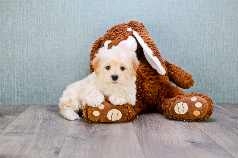 Small Maltipoo Baby