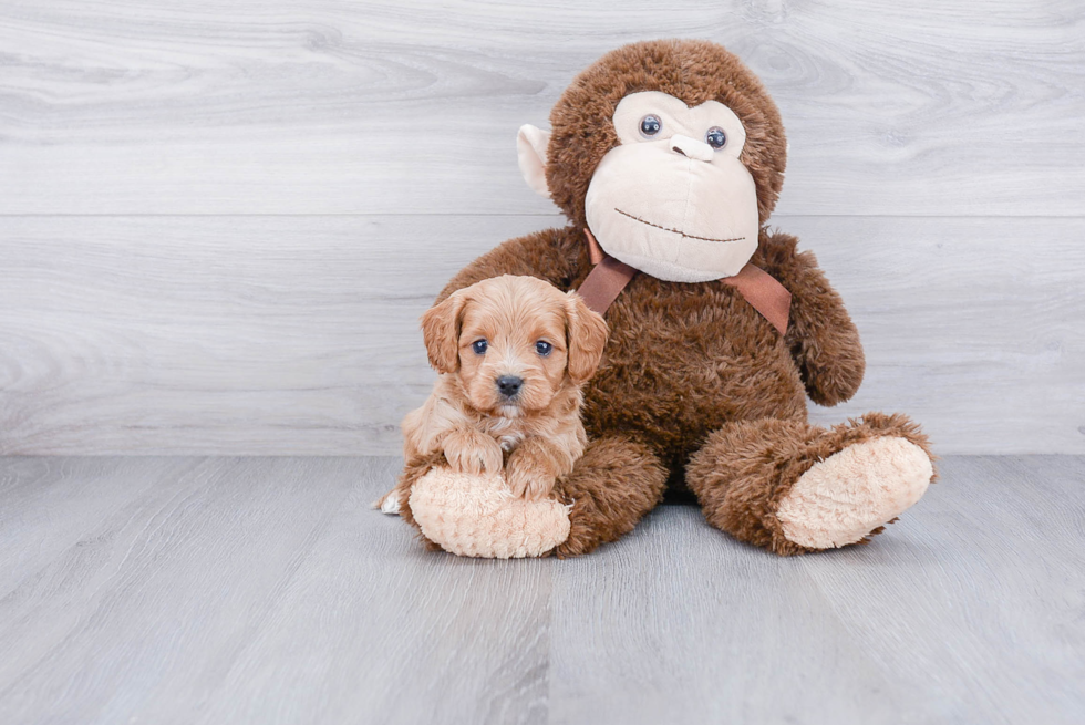 Happy Cavapoo Baby