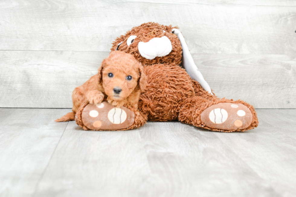 Best Mini Goldendoodle Baby