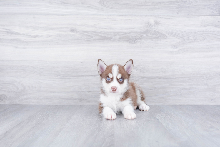 Best Pomsky Baby