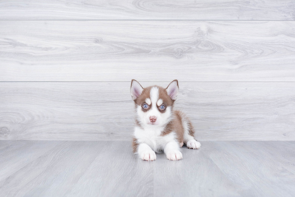 Best Pomsky Baby