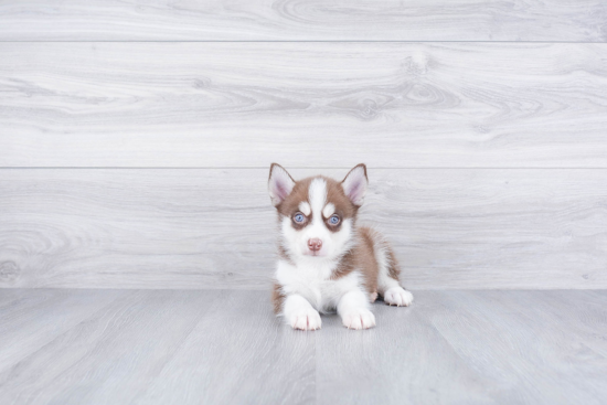 Best Pomsky Baby