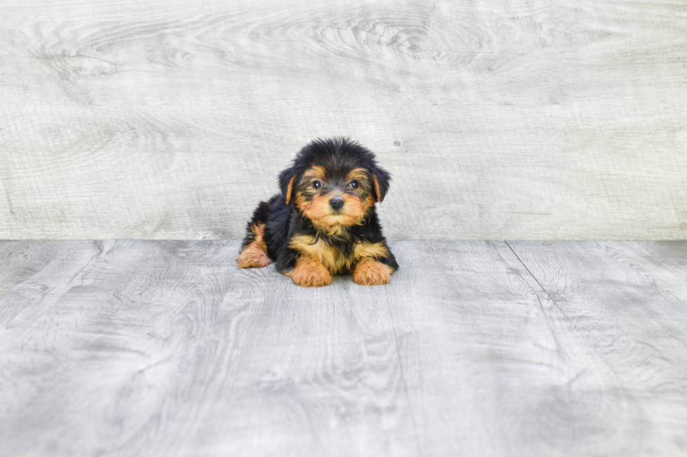 Meet Bella - our Yorkshire Terrier Puppy Photo 