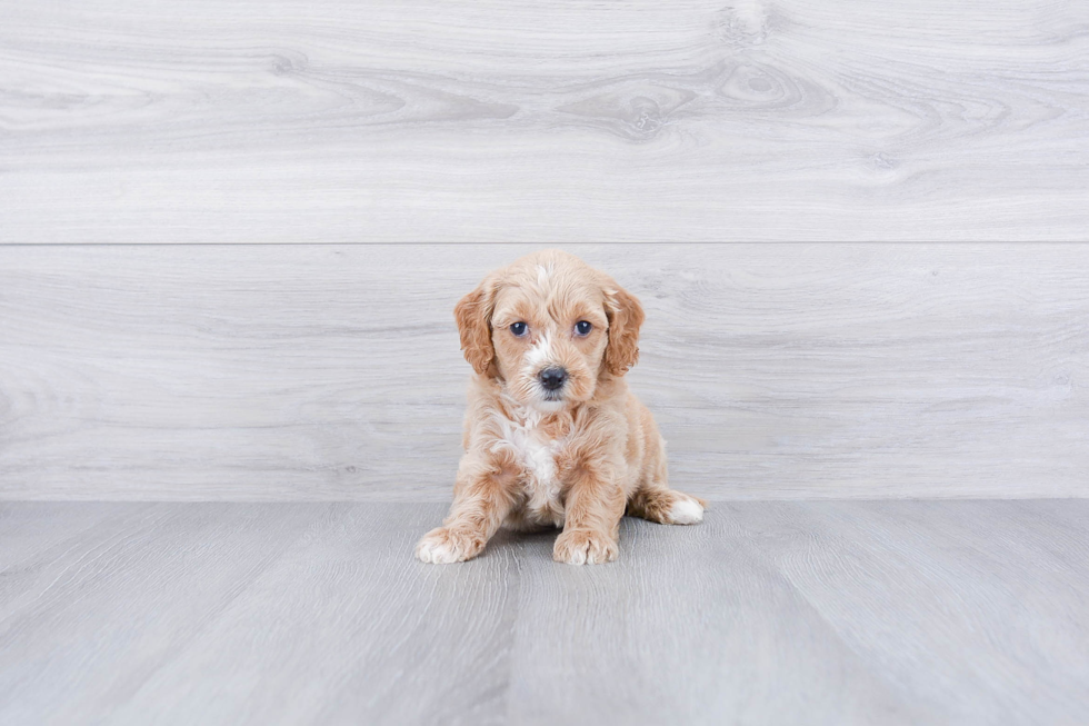 Mini Goldendoodle Puppy for Adoption