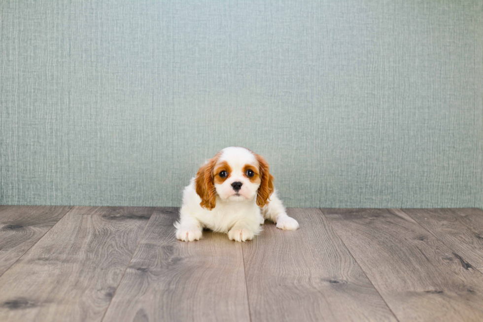 Cavalier King Charles Spaniel Puppy for Adoption