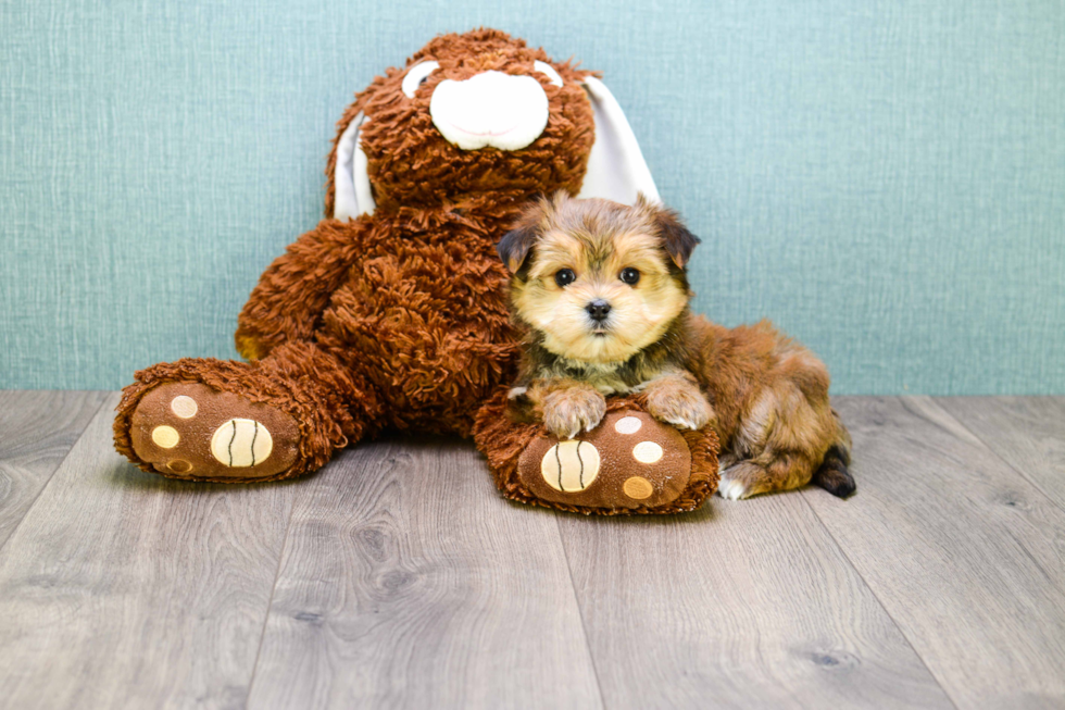 Adorable Yorkie Designer Puppy