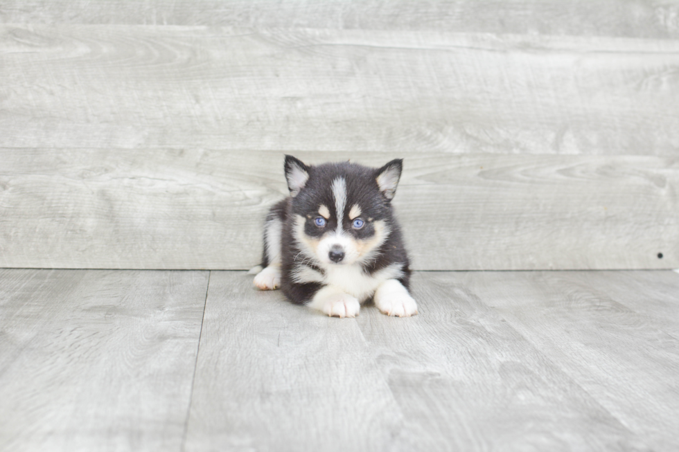 Fluffy Pomsky Designer Pup