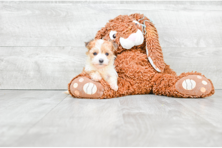 Morkie Pup Being Cute