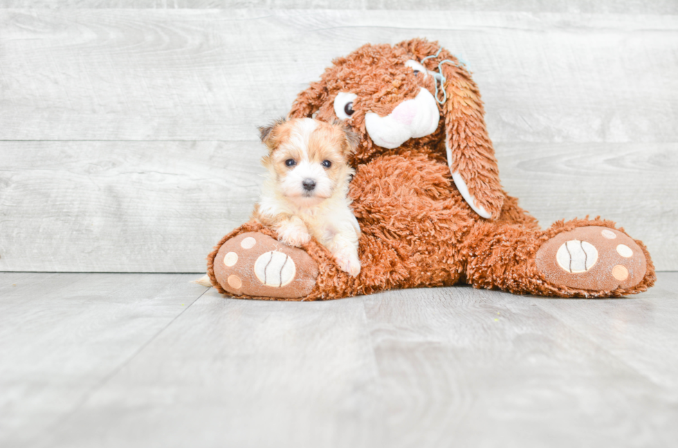 Morkie Pup Being Cute