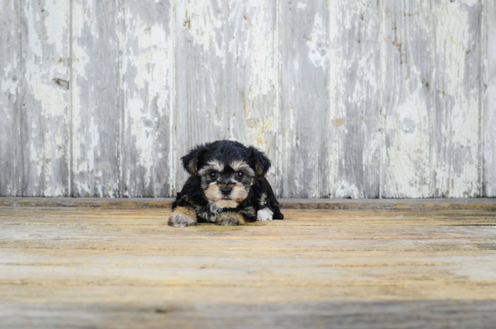 Energetic Yorkie Designer Puppy