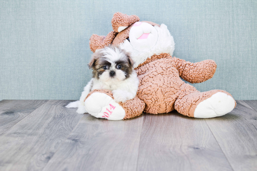 Petite Teddy Bear Designer Pup