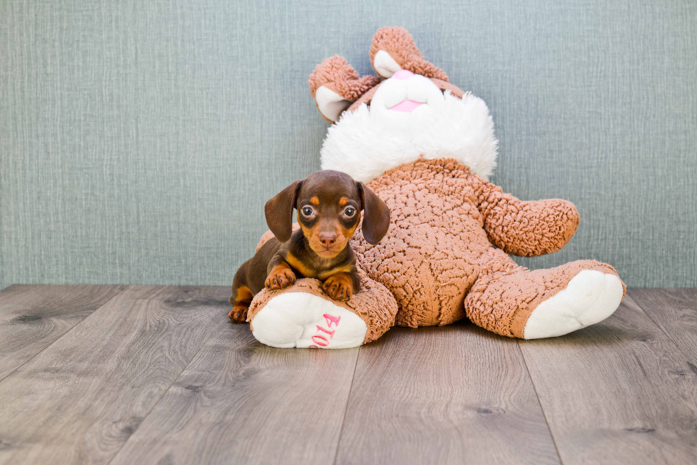 Cute Dachshund Baby