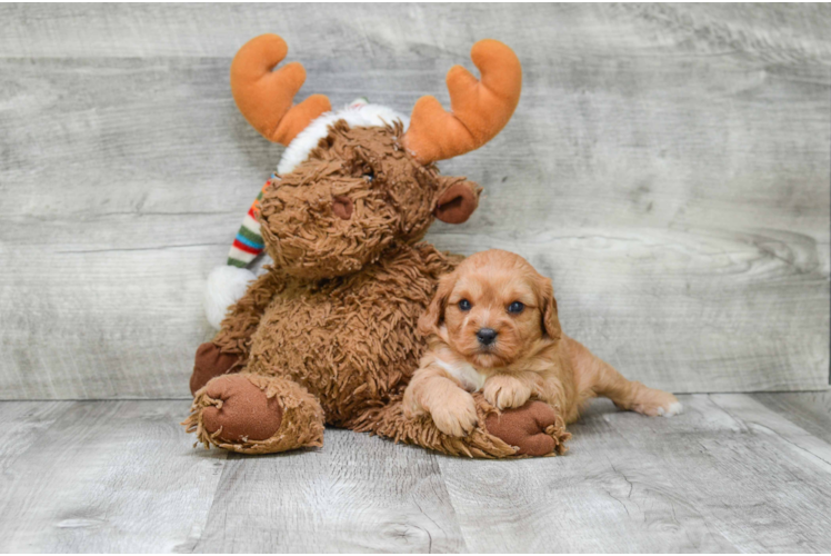 Small Cavapoo Baby