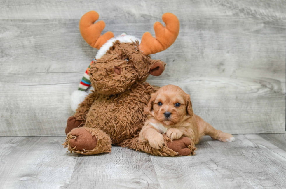 Small Cavapoo Baby