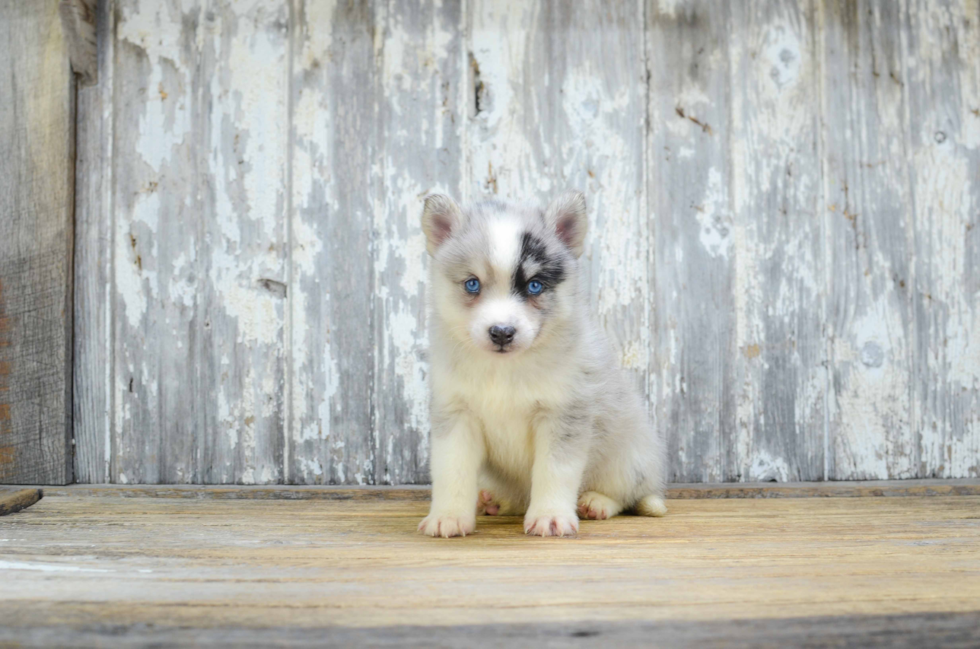 Best Pomsky Baby