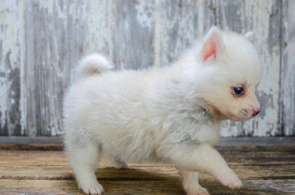 Pomsky Puppy for Adoption