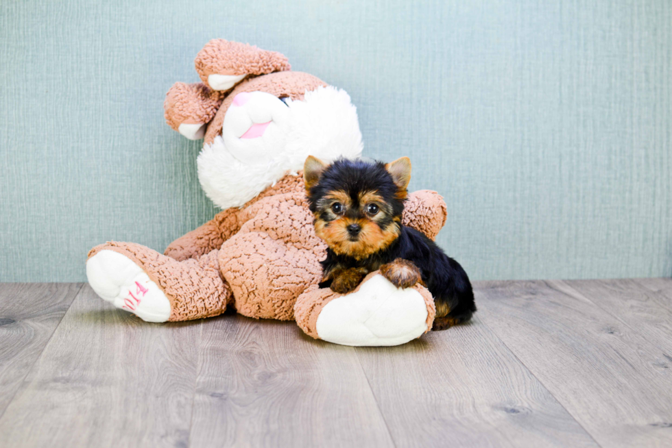 Meet Victoria - our Yorkshire Terrier Puppy Photo 